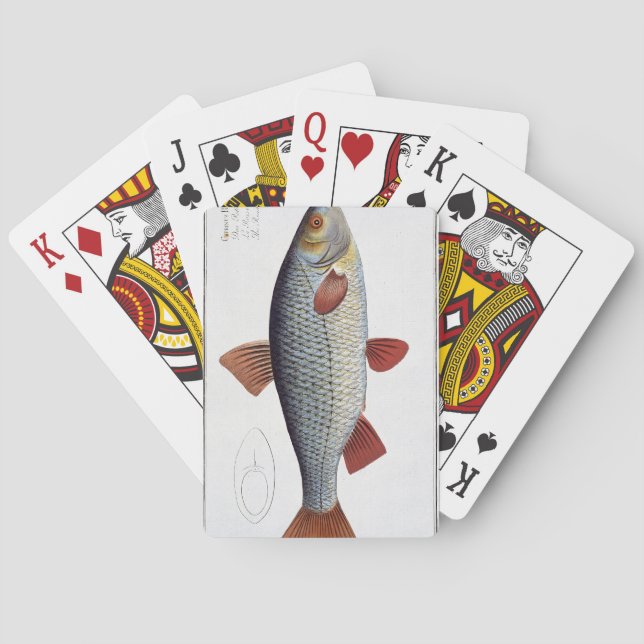 Jeu De Cartes Roach (Cyprinus Rutilis) plate II from 'Ichthyolog (dos)