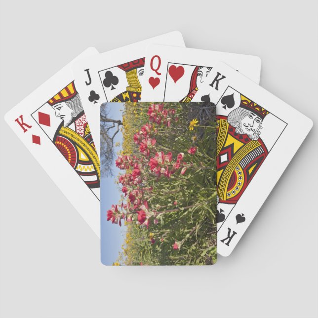 Jeu De Cartes Roadside wildflowers in Texas, spring (dos)