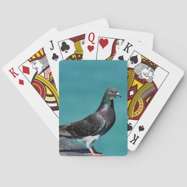 Jeu De Cartes Rock Pigeon (dos)