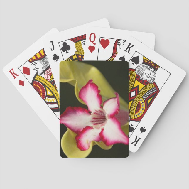 Jeu De Cartes Rose du désert (Adenium Obesum), Afrique du Sud (dos)