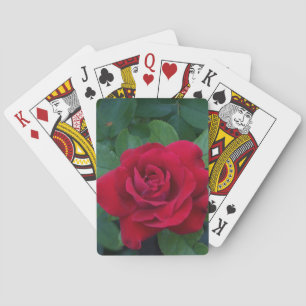 Jeu De Cartes Rose rouge de près