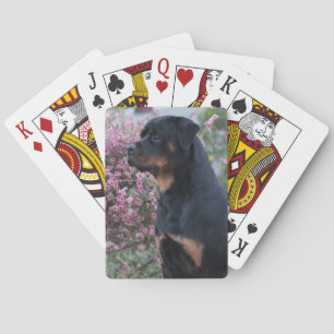 Jeu De Cartes Rottweiler