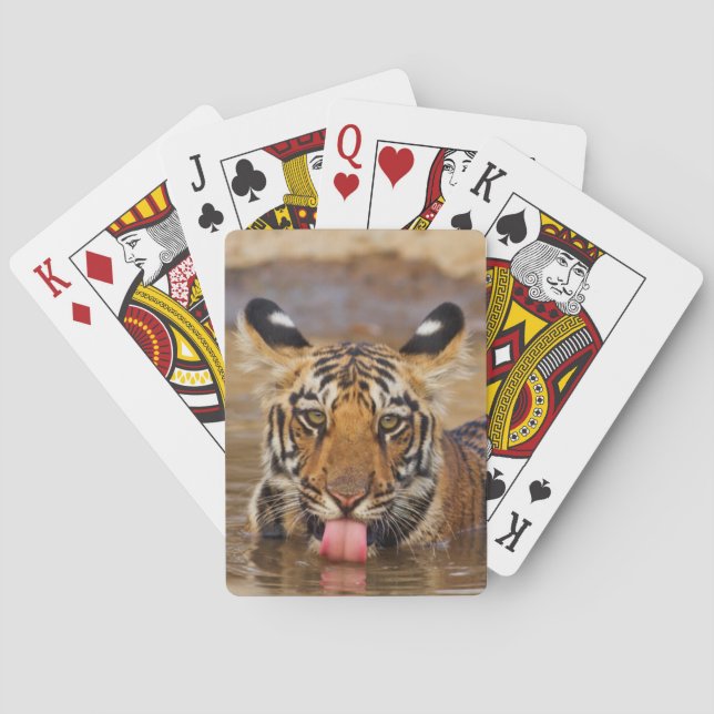 Jeu De Cartes Royal Bengal Tiger cub, drinking water (dos)