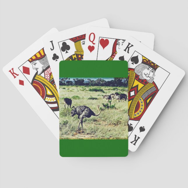 Jeu De Cartes Samburu Ostriches (dos)