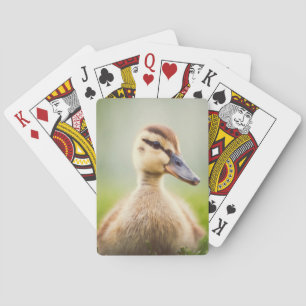 Jeu De Cartes Se pencher de Mallard de bébé