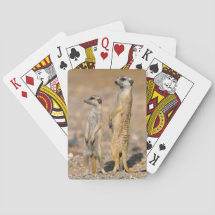 Jeu De Cartes Sentinelles de Meerkat (Suricata Suricatta), Karas