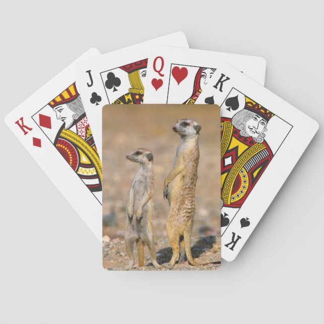 Jeu De Cartes Sentinelles de suricates (Suricata suricatta), Kar (dos)