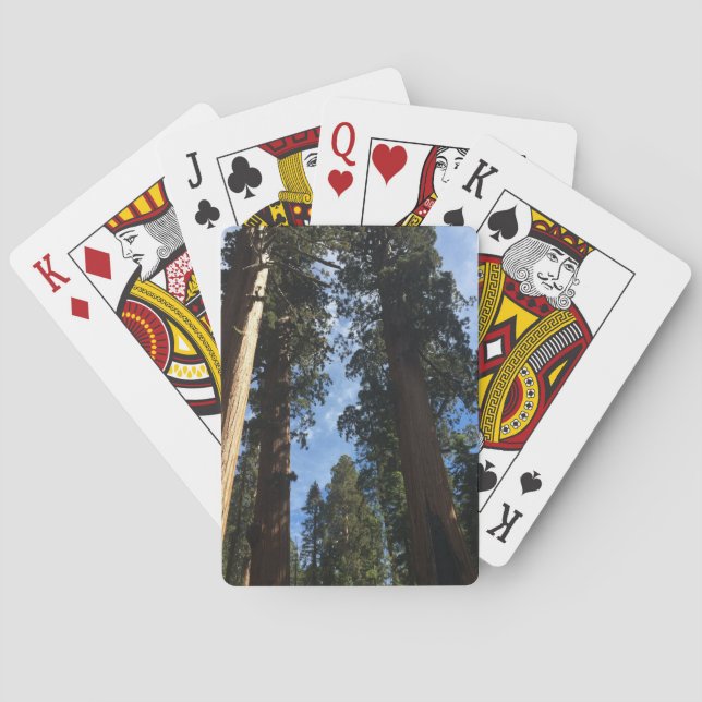 Jeu De Cartes Séquoia géante (dos)