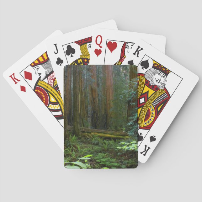 Jeu De Cartes Séquoias de Muir Woods National Monument (dos)