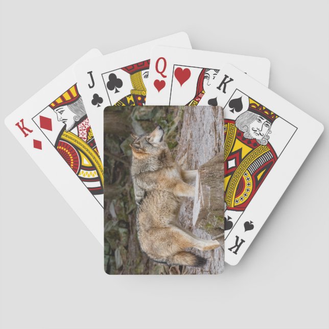 Jeu De Cartes Set de table du loup de bois (dos)