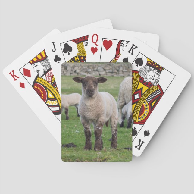 Jeu De Cartes Shetland Sheep (dos)