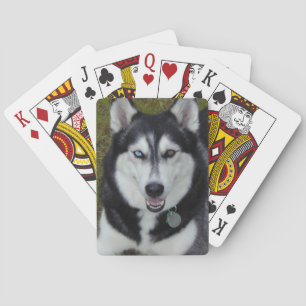 Jeu De Cartes Sibérie Husky Blue yeux Brown