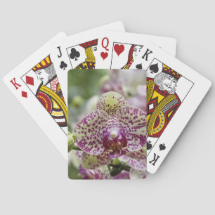 Jeu De Cartes Singapour (sanscrit pour Ville du Lion). National