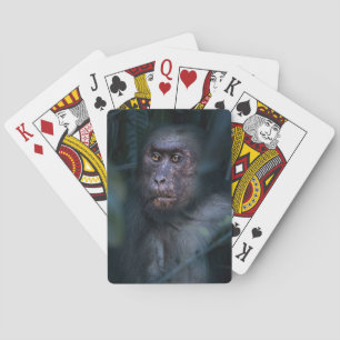 Jeu De Cartes Singe dans la jungle