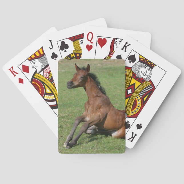 Jeu De Cartes Sitting Arab Foal (dos)
