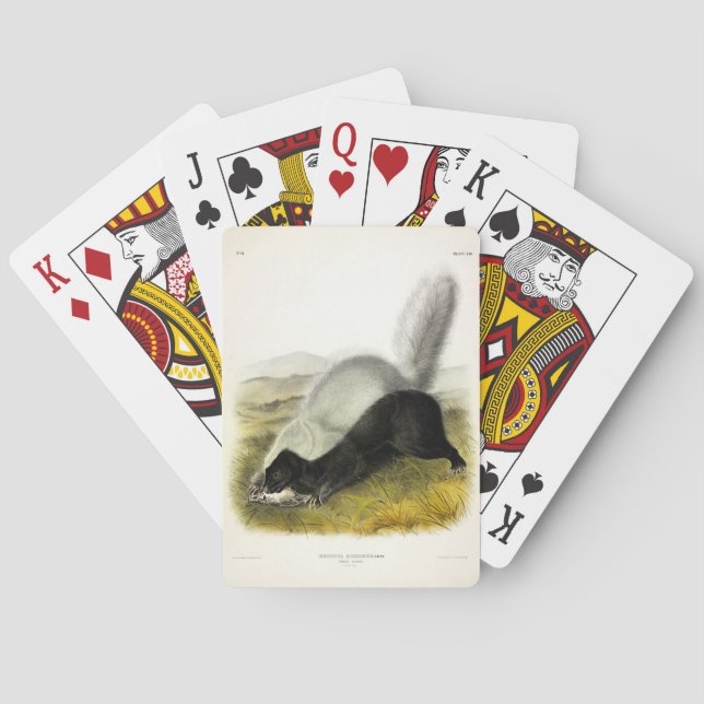 Jeu De Cartes Skunk (Texan Skunk) Audubon's Quadrupeds (dos)