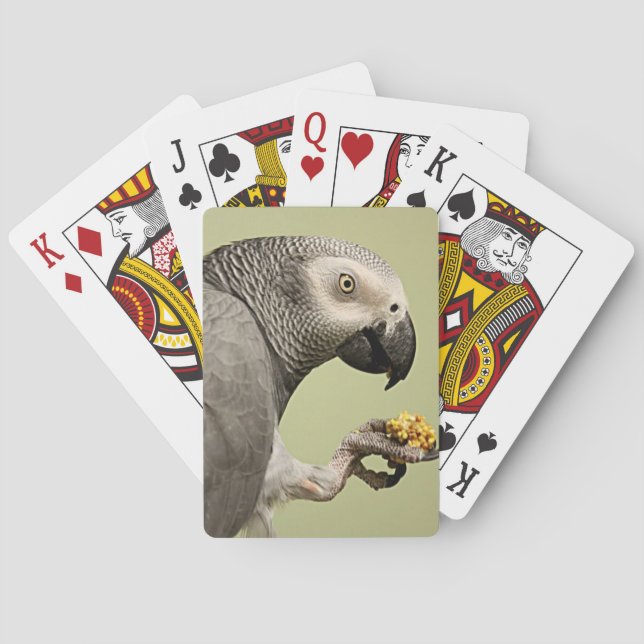 Jeu De Cartes Snacking de perroquet gris africain Congo intense (dos)