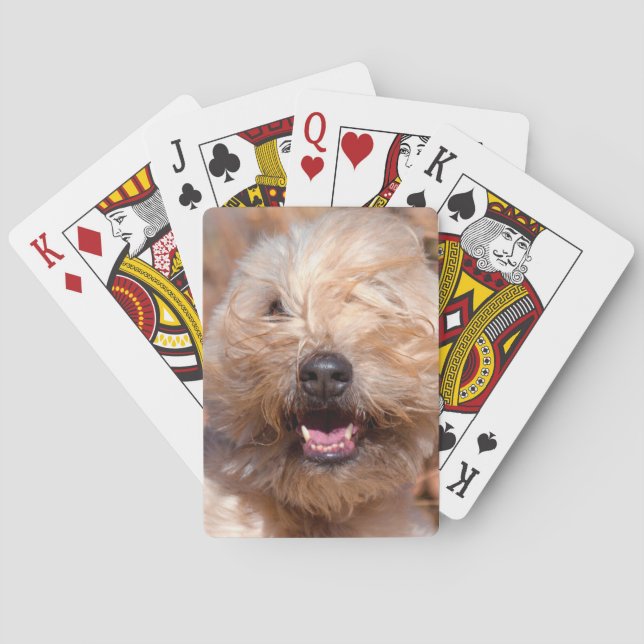 Jeu De Cartes Soft Coated Wheaten Terrier portrait (dos)