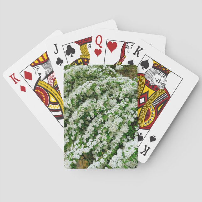 Jeu De Cartes Spirea Arguta (dos)