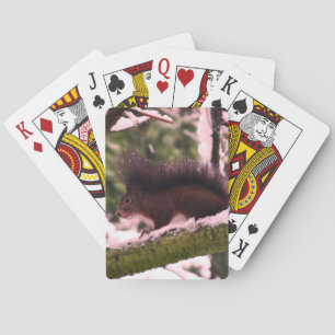 Jeu De Cartes Squirrel Winter Photo Classic Playing Cards