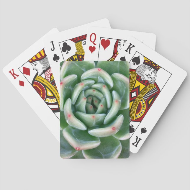 Jeu De Cartes Succulent incliné par rouge vert (dos)
