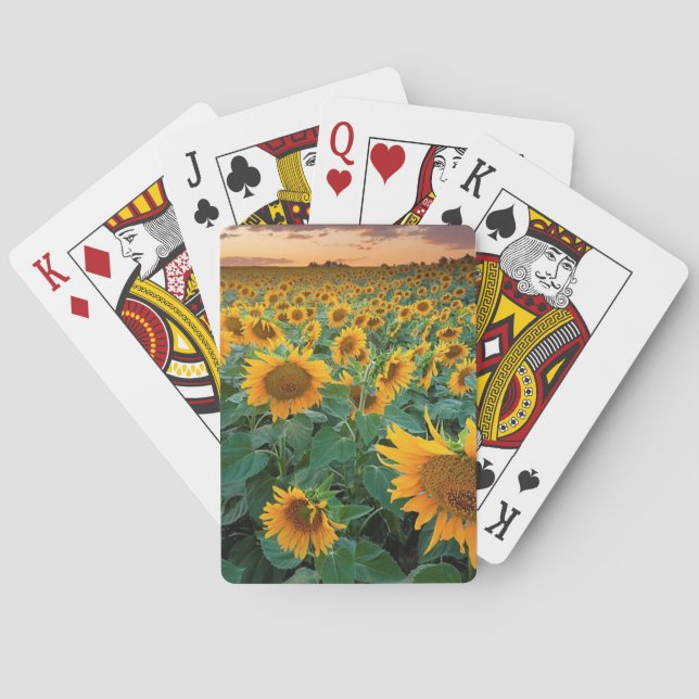 Jeu De Cartes Sunflower Field à Longmont, Colorado (dos)