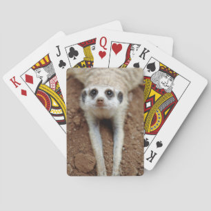 Jeu De Cartes Suricate (Suricata Suricatta) se rafraîchissant