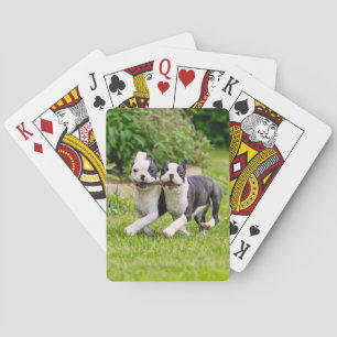 Jeu De Cartes Sympa drôles Boston Terrier chiens chiots jouer -