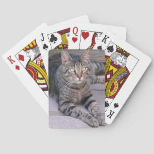 Jeu De Cartes Tabby Chat Brown à l'extérieur
