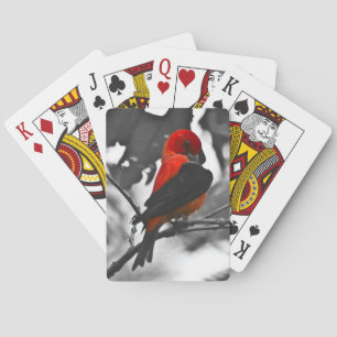 Jeu De Cartes Tangara écarlate mâle