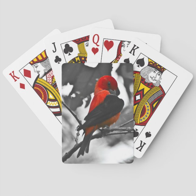 Jeu De Cartes Tangara écarlate mâle (dos)