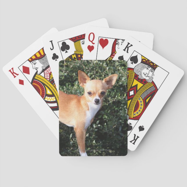 Jeu De Cartes Teacup Chihuahua Puppy (dos)
