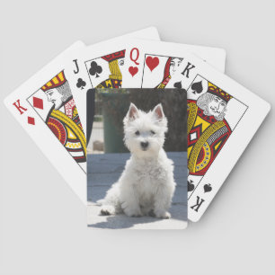 Jeu De Cartes Terrier des montagnes occidental blanc se reposant