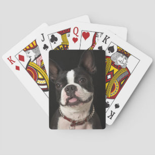 Jeu De Cartes Terrier souriant de Boston avec col