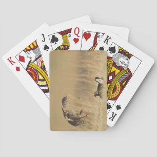 Jeu De Cartes Tétras des prairies mâles au lek dans le comté de