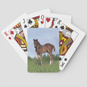 Jeu De Cartes Thoroughbred Foal Standing in the Grass