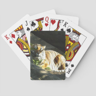 Jeu De Cartes Tiger Catnap