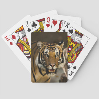 Jeu De Cartes Tigre sibérien