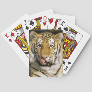 Jeu De Cartes Tigre Zoo du Michigan