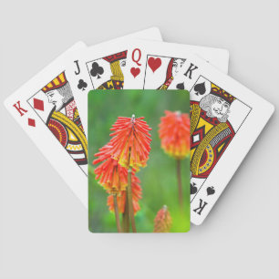 Jeu De Cartes Torch Lily (Kniphofia Uvaria), Western Cape