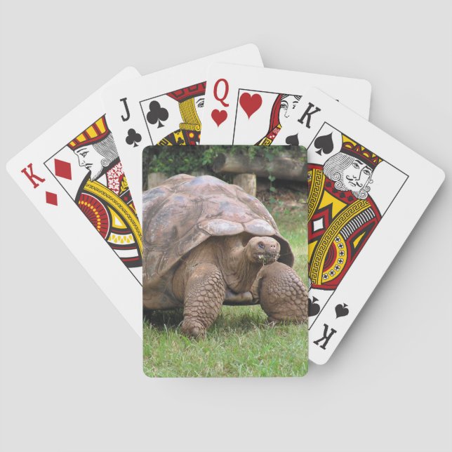 Jeu De Cartes Tortue géante (dos)