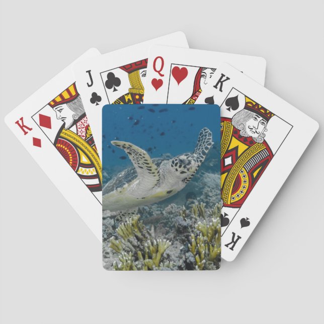 Jeu De Cartes Tortue imbriquée nageant (dos)
