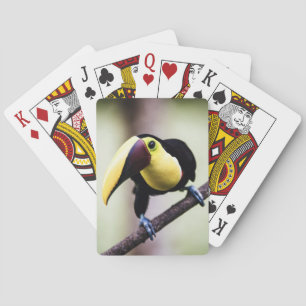 Jeu De Cartes Toucan du Costa Rica