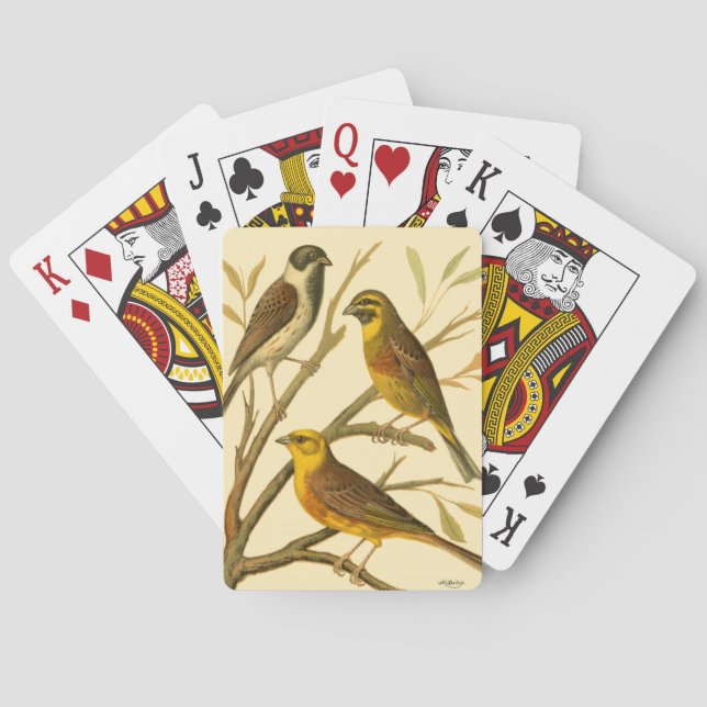 Jeu De Cartes Trois oiseaux domestiques perchés sur une branche (dos)