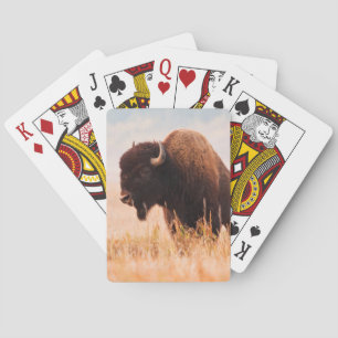 Jeu De Cartes Troupeau de bisons d'Amérique (Bison Bison) dans T