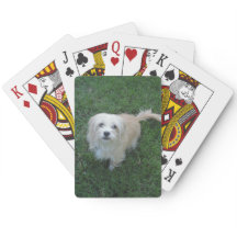 Type bronzage chien de "Benji" sur l'herbe