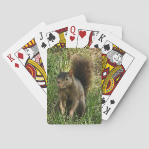 Jeu De Cartes Un écureuil noir