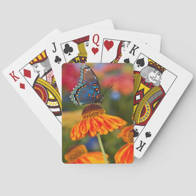 Jeu De Cartes Un Papilio troilus (dos)