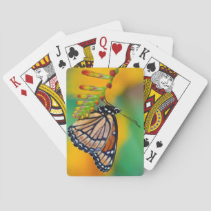 Jeu De Cartes Un papillon amiral sur des fleurs