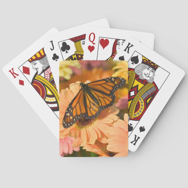 Jeu De Cartes Un papillon Morio (dos)